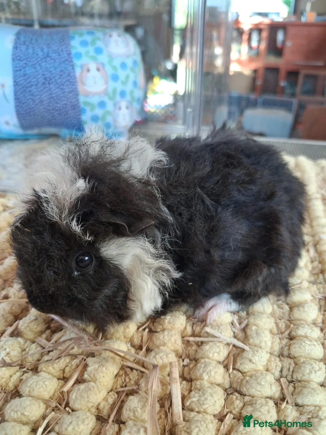 Guinea Pig rodents for sale: Georgous long haired Texel & Merino guinea pigs - Advert 1