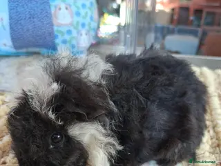 Guinea Pig rodents Georgous long haired Texel & Merino guinea pigs - Advert 1