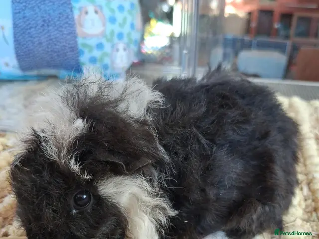 Guinea Pig rodents Georgous long haired Texel & Merino guinea pigs - Advert 1