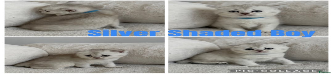 Silver shaded boy blue collar