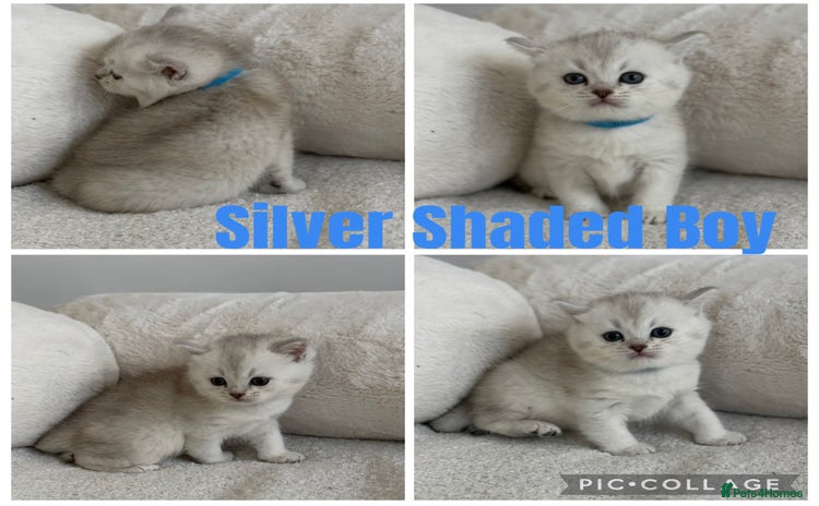 British Shorthair cats - Advert 2