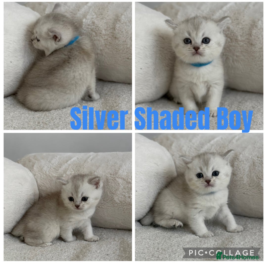 British Shorthair cats for sale: GCCF silver and golden shaded - Image 13