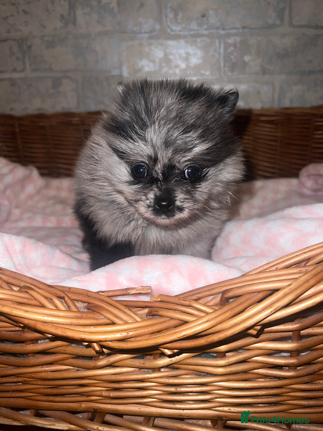 Pomeranian dogs for sale: ✨🖤Merle toy Russian Pomeranian 🖤✨ - Advert 1