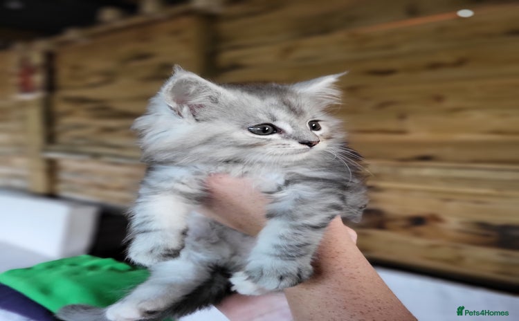 Maine Coon cats - Advert 1
