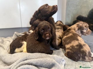 Cocker Spaniel dogs - Advert 1