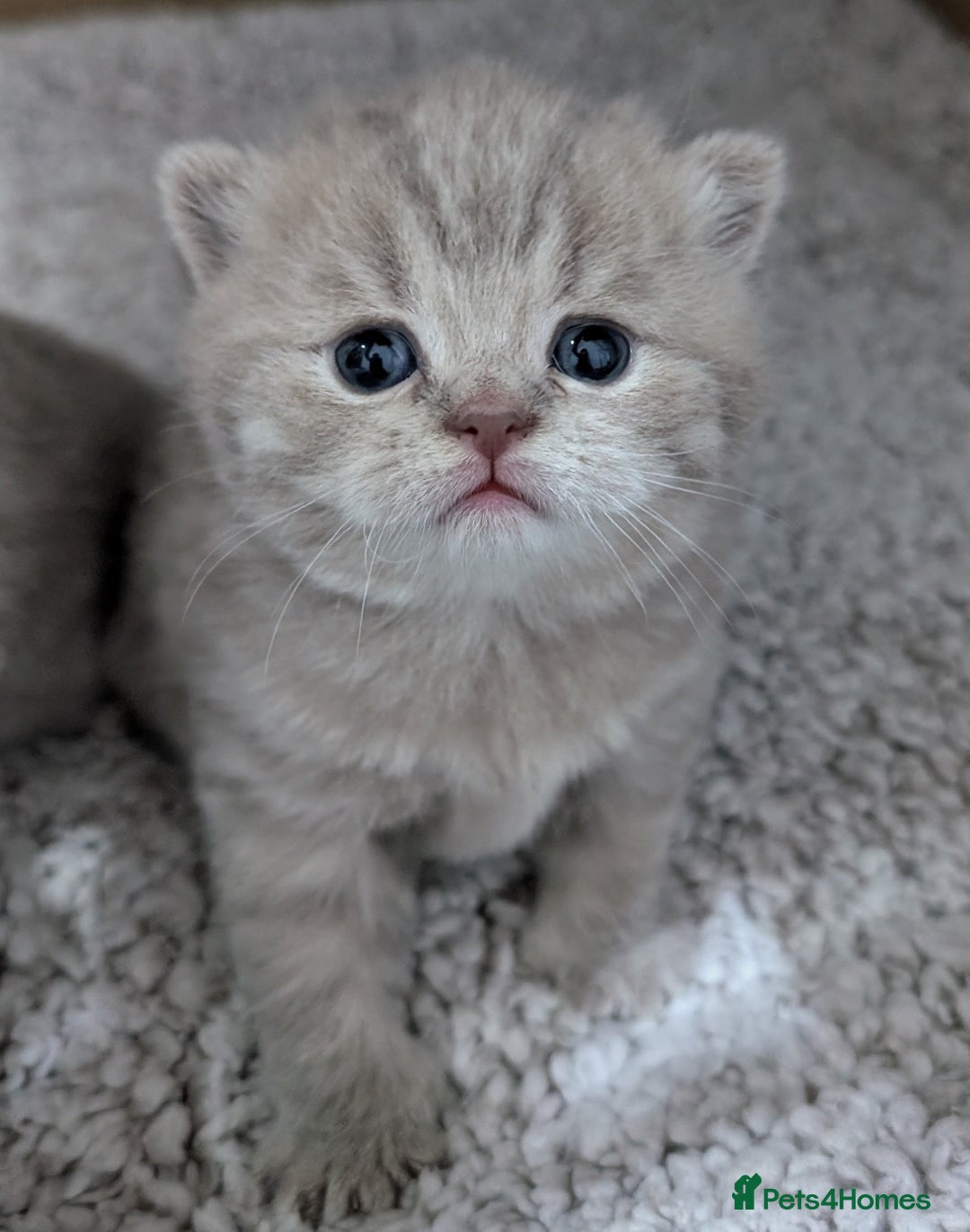 British Shorthair cats for sale: British Shorthair Kittens GCCF Pedigree Registered - Advert 9