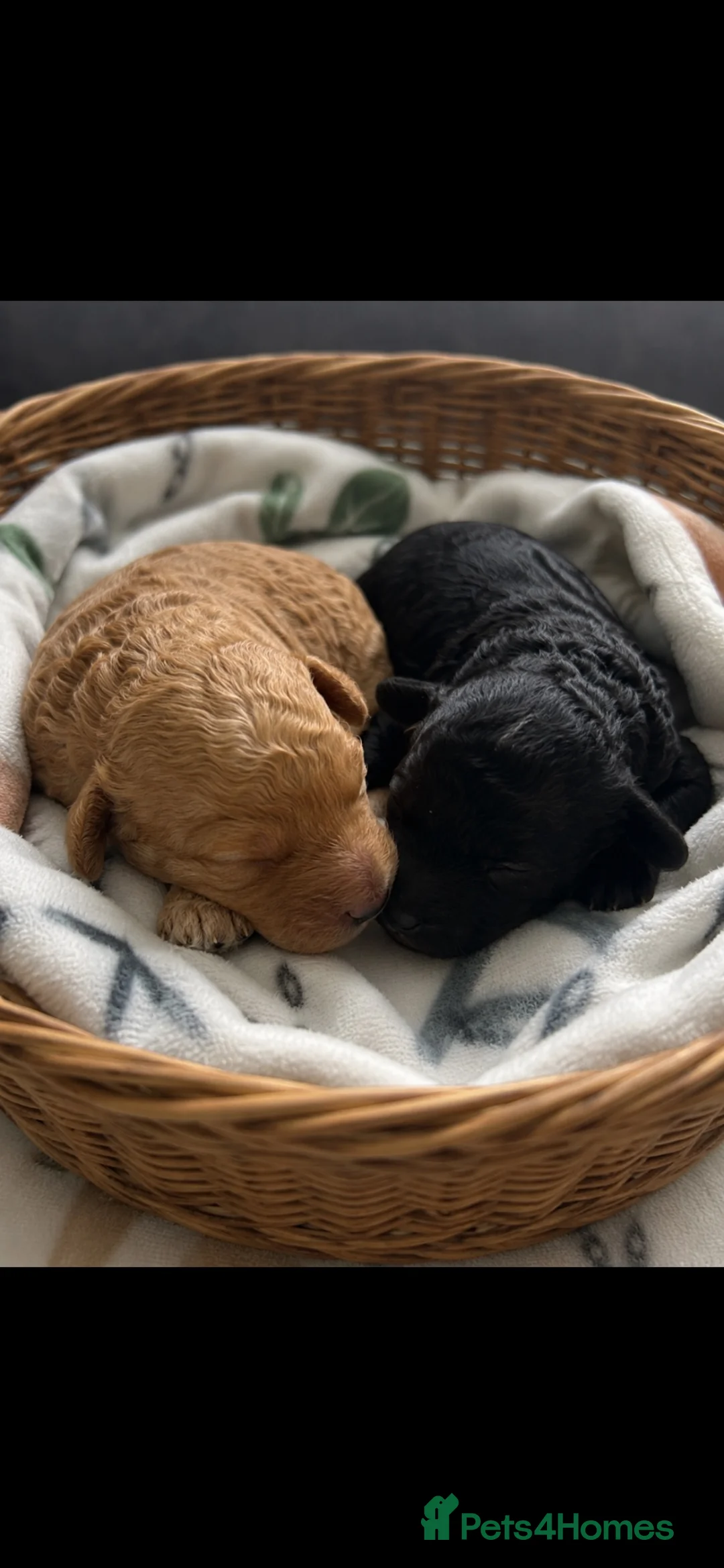 Toy Poodle dogs for sale: Stunning toy poodles  - Advert 15