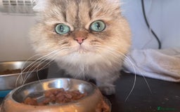 Persian cats for sale: Pure Golden Chinchillas available - Advert 7