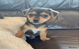 Jack Russell dogs for sale: Outstanding miniature Jack Russell puppies  - Image 10