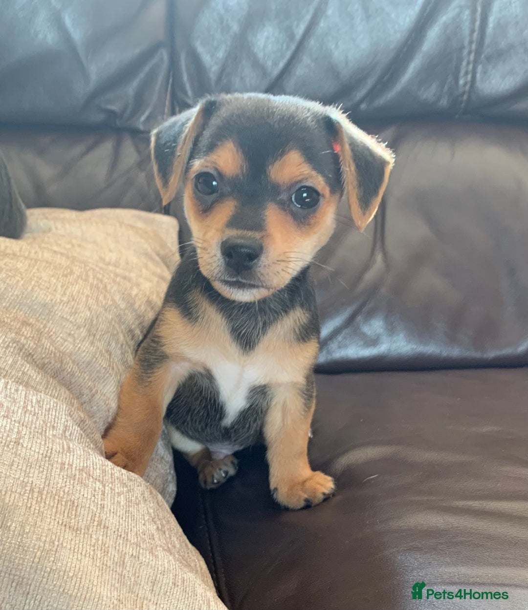 Jack Russell dogs for sale: Outstanding miniature Jack Russell puppies  - Image 10