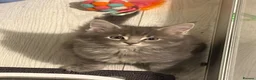 Maine Coon cats for sale: 6 beautiful blue silver mainecoons  - Advert 16