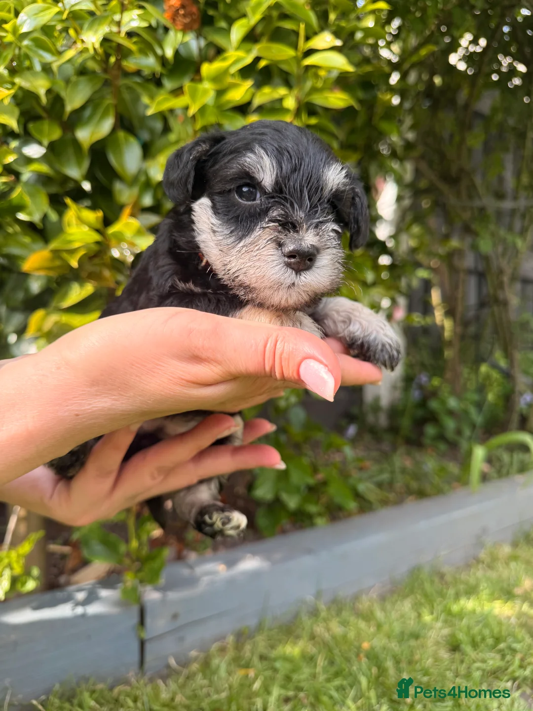 Miniature Schnauzer dogs for sale: Beautiful Black And Silver Mini Schnauzer Puppies - Advert 2