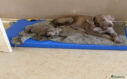 Labrador Retriever dogs for sale: Stunning silver / charcoal puppies - Image 4