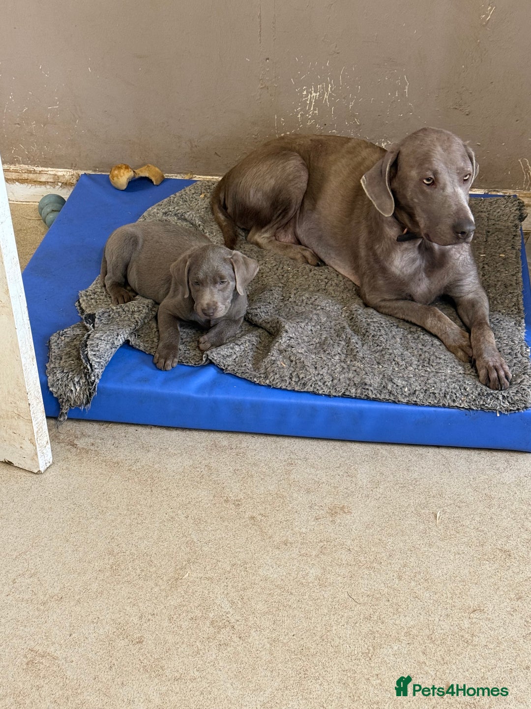 Labrador Retriever dogs for sale: Stunning silver / charcoal puppies - Image 4