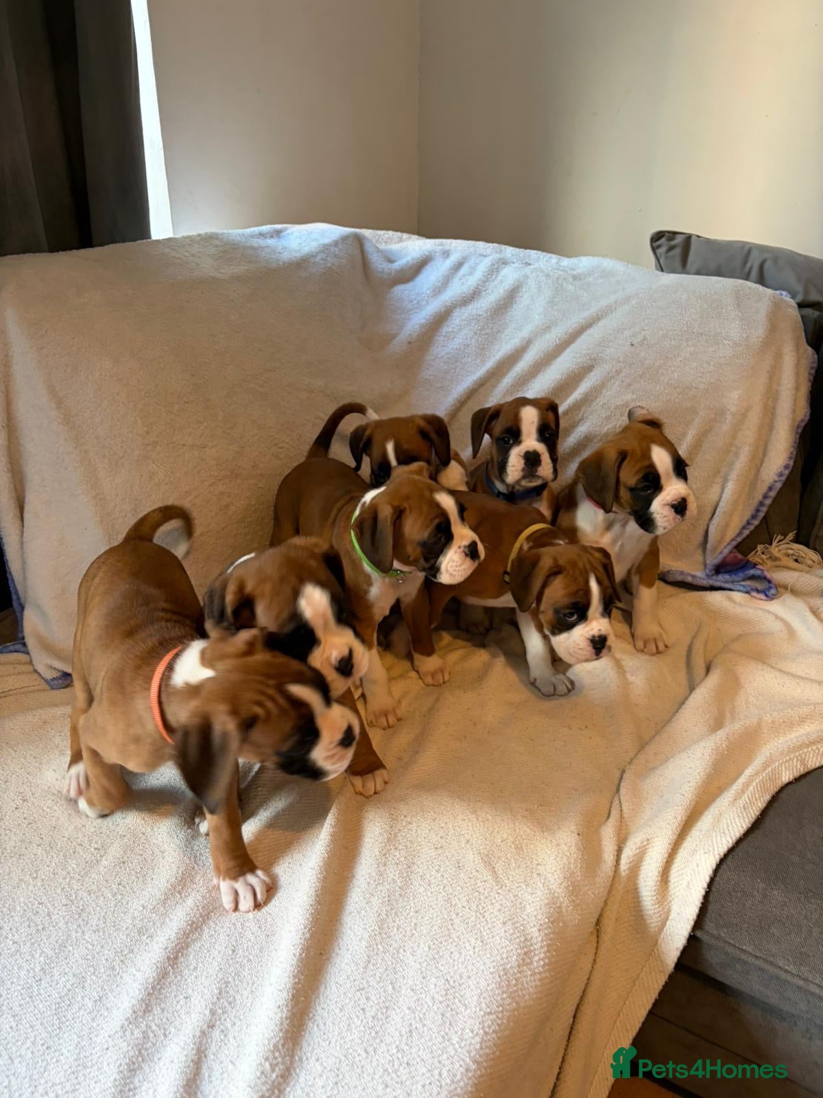 Boxer dogs *** 22 Championships between parents *** - Advert 6