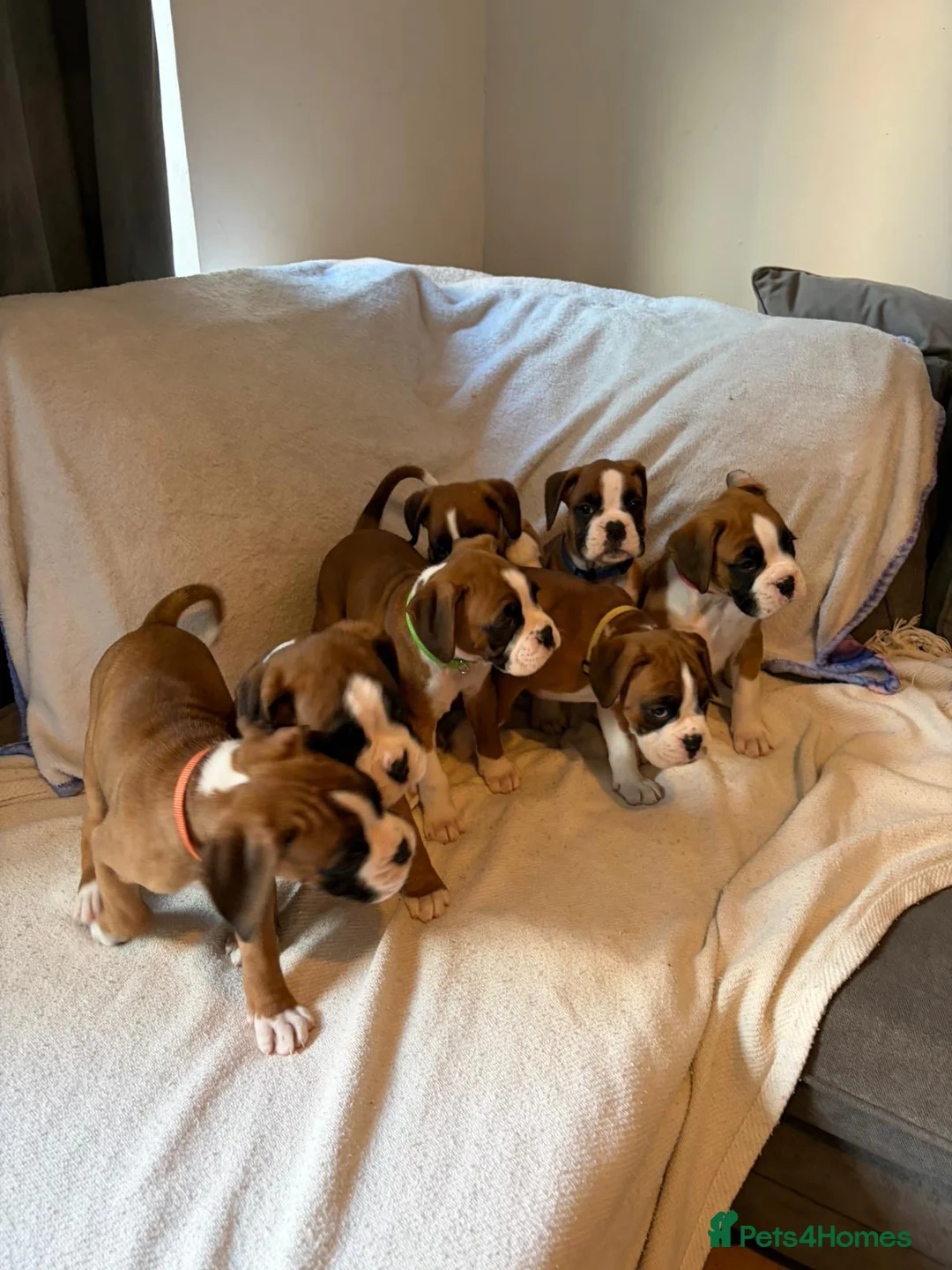 Boxer dogs for sale: *** 22 Championships between parents *** in Newbury - Advert 1