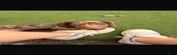 Dachshund dogs for stud: Beary Boy❤️ - Advert 14