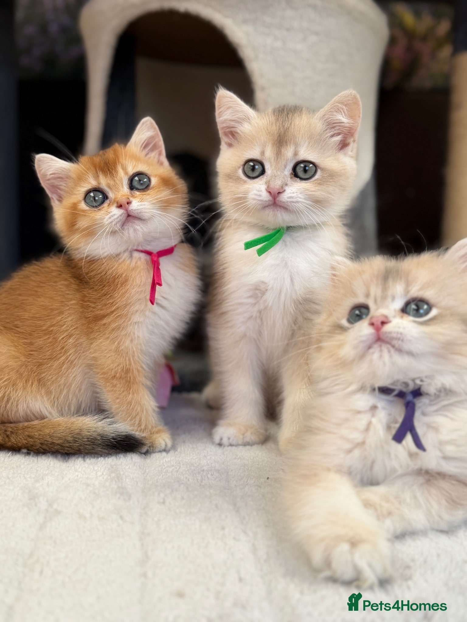 British Shorthair cats British shorthair blue golden kittens GCCF  - Advert 2