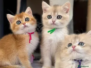 British Shorthair cats British shorthair blue golden kittens GCCF - Advert 2