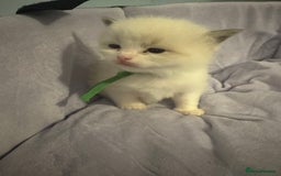 Ragdoll cats for sale: Three beautiful blue ragdoll kittens  - Image 9