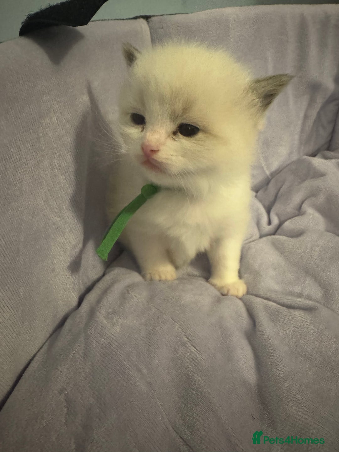 Ragdoll cats for sale: Three beautiful blue ragdoll kittens  - Image 9
