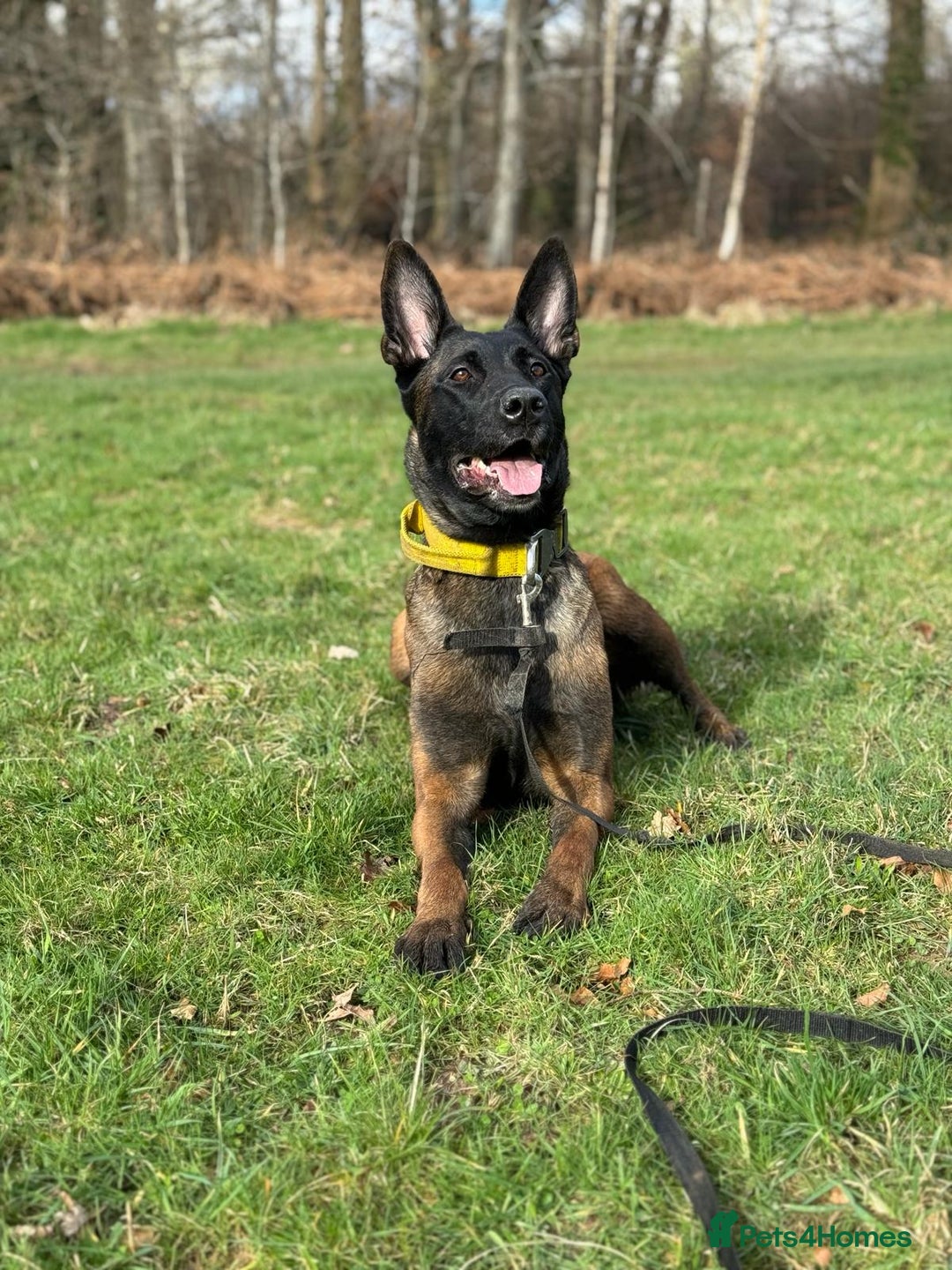 Belgian Shepherd Dog dogs for sale: Belgian Malinois x Dutch - Female 4 Yrs - Image 12