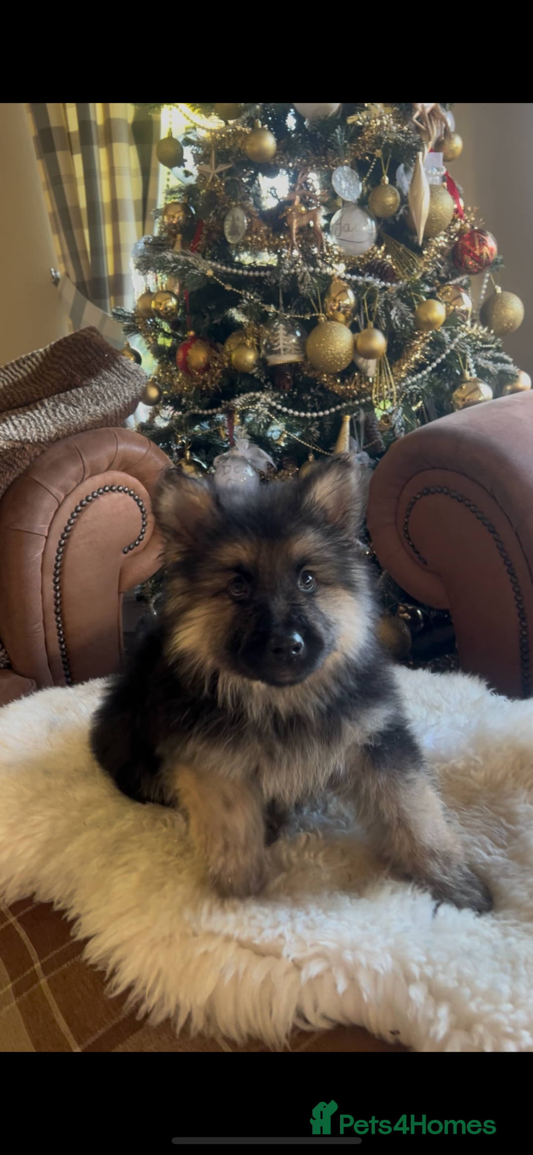 German Shepherd dogs for sale: German shepherd puppies  - Advert 11