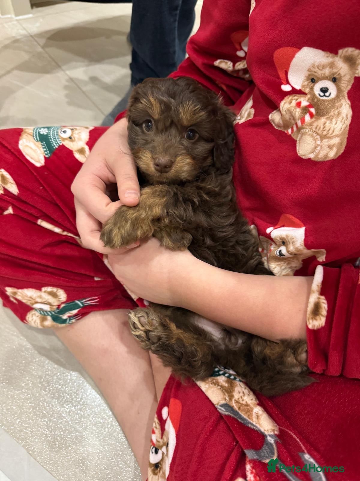 Cockapoo dogs Gorgeous F1B Cockapoo Puppies – Doncaster  - Advert 6