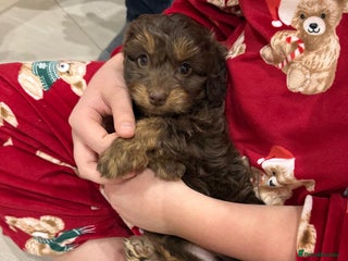 Cockapoo dogs Gorgeous F1B Cockapoo Puppies – Doncaster - Advert 7