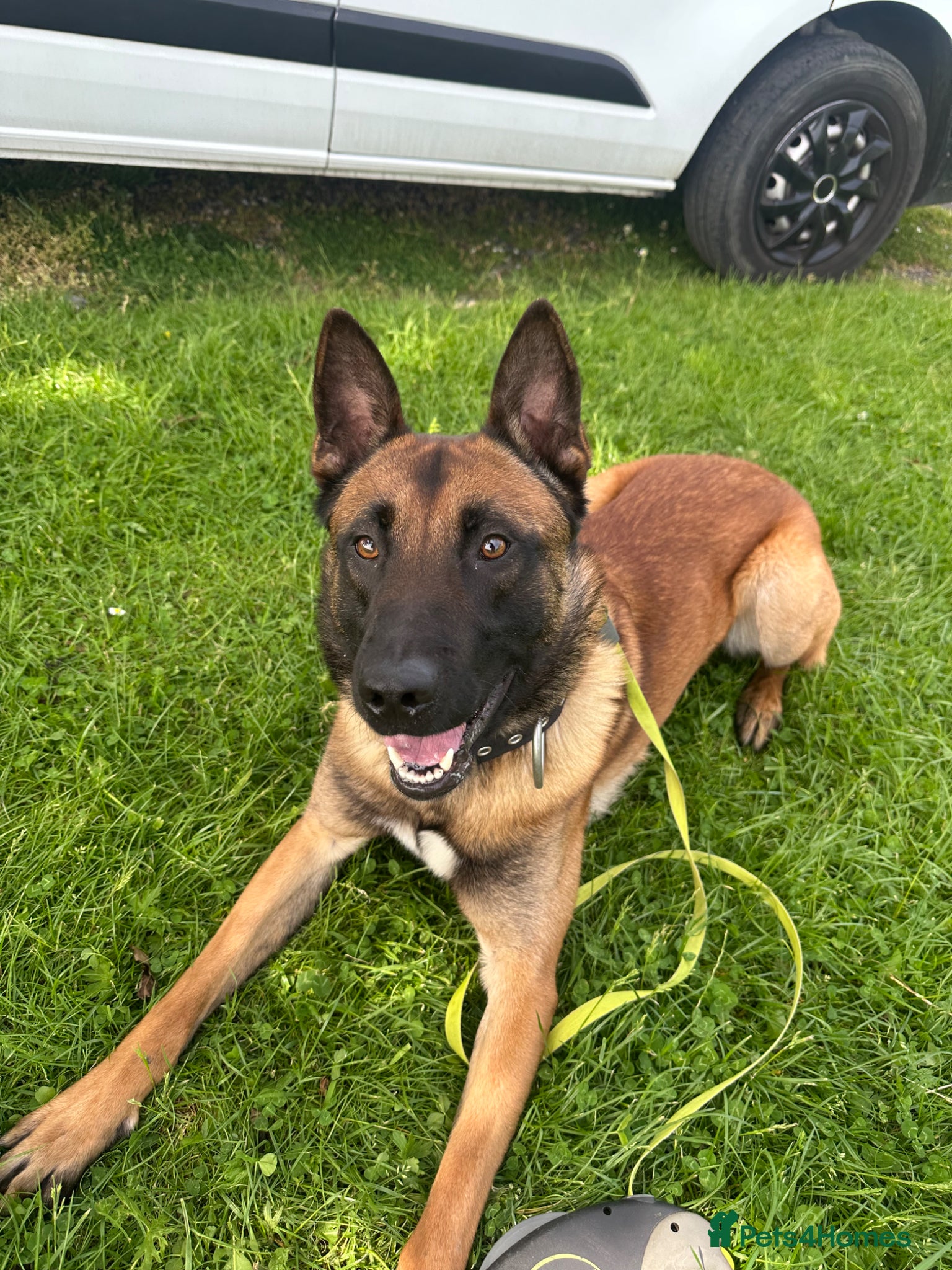 Belgian Shepherd Dog dogs Gunner 18 month old Belgian Malinois  - Advert 2