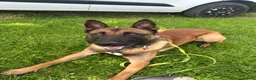 Belgian Shepherd Dog dogs for sale: Gunner 18 month old Belgian Malinois  - Advert 1