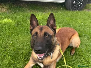 Belgian Shepherd Dog dogs Gunner 18 month old Belgian Malinois - Advert 2
