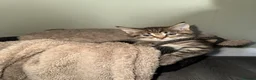 Maine Coon cats for sale: Main coon X kittens - Advert 4
