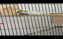 Budgerigars birds for sale: Budgies and cage all together - Image 9