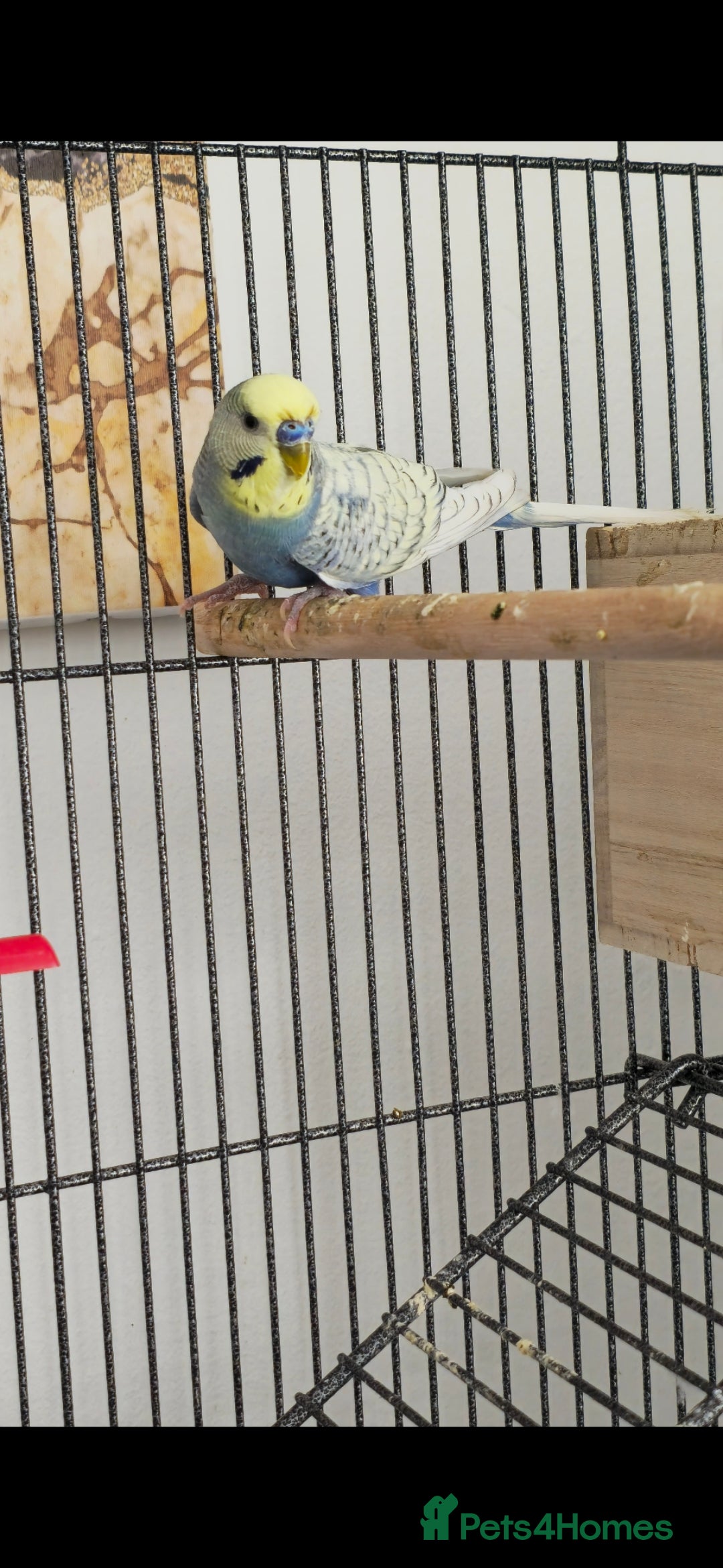 Budgerigars birds for sale: Budgies and cage all together - Image 9
