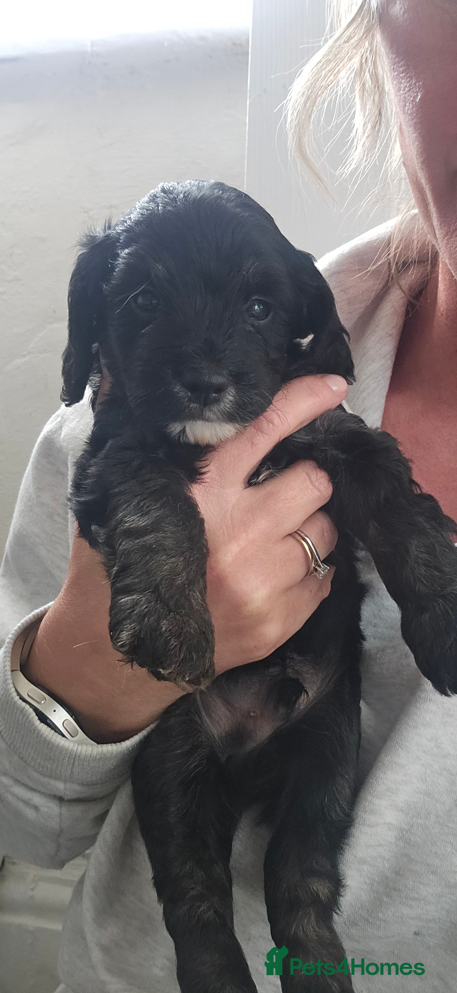 Cockapoo dogs Beautiful Litter of Stunning Cockerpoo Puppies - Advert 2