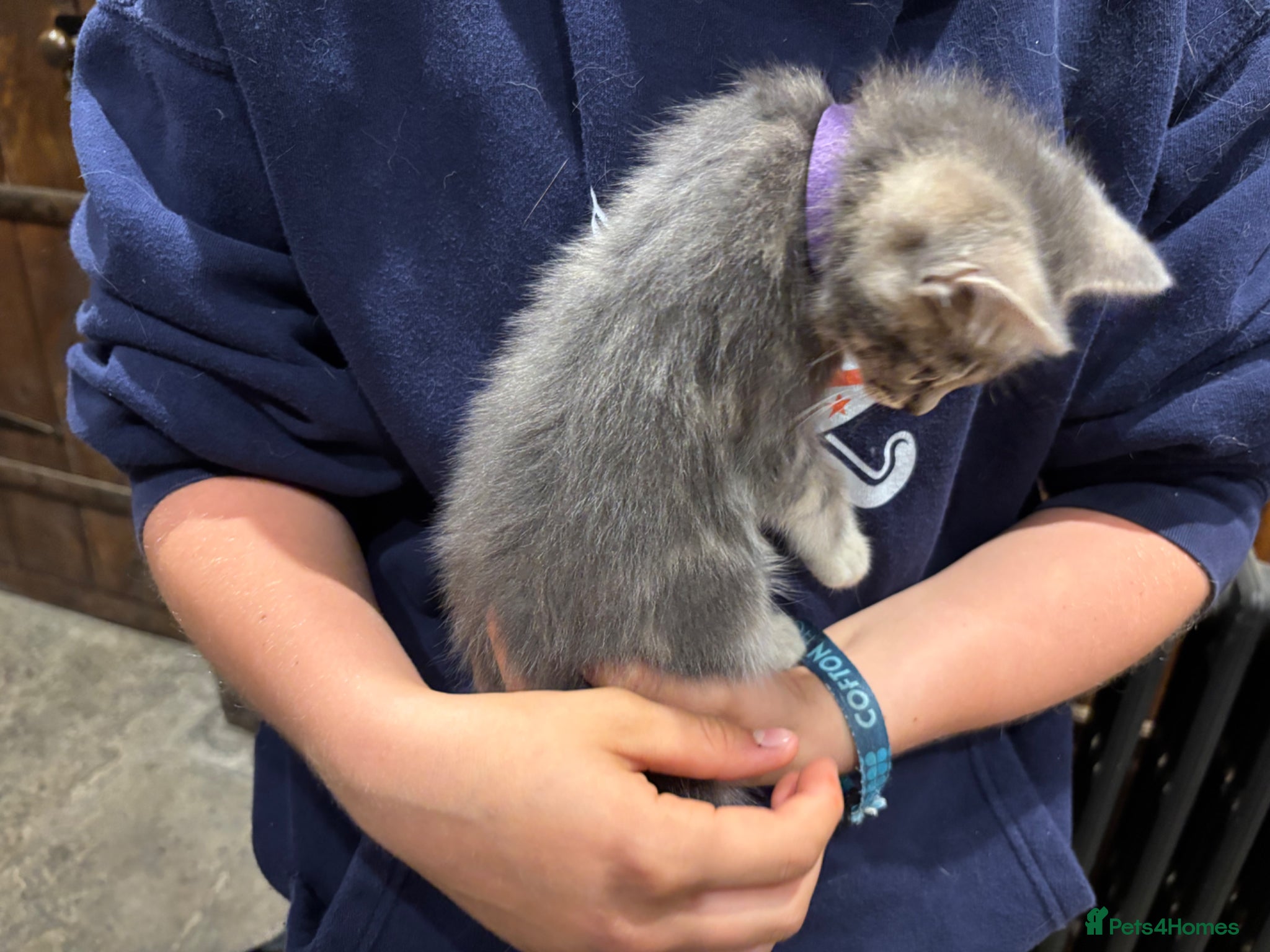 Mixed Breed cats for sale: Gorgeous Kittens Looking for 5* Forever Homes  - Advert 25