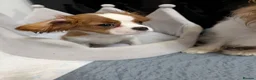 Cavalier King Charles Spaniel dogs for sale: Adorable Cavalier Puppies Ready to Leave - Advert 4