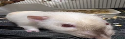 Rat rodents for sale: 4 beautiful male rats for free loving home  - Advert 6