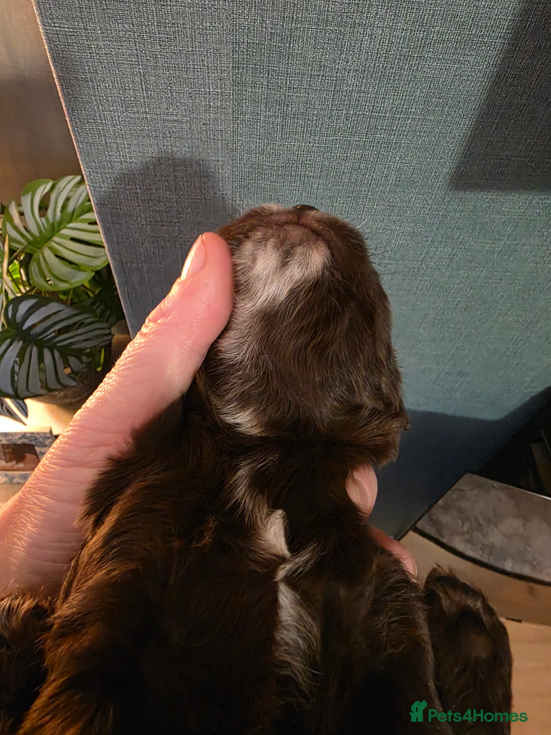 Cocker Spaniel dogs for sale: Choc roan cocker spaniel pups  - Advert 24