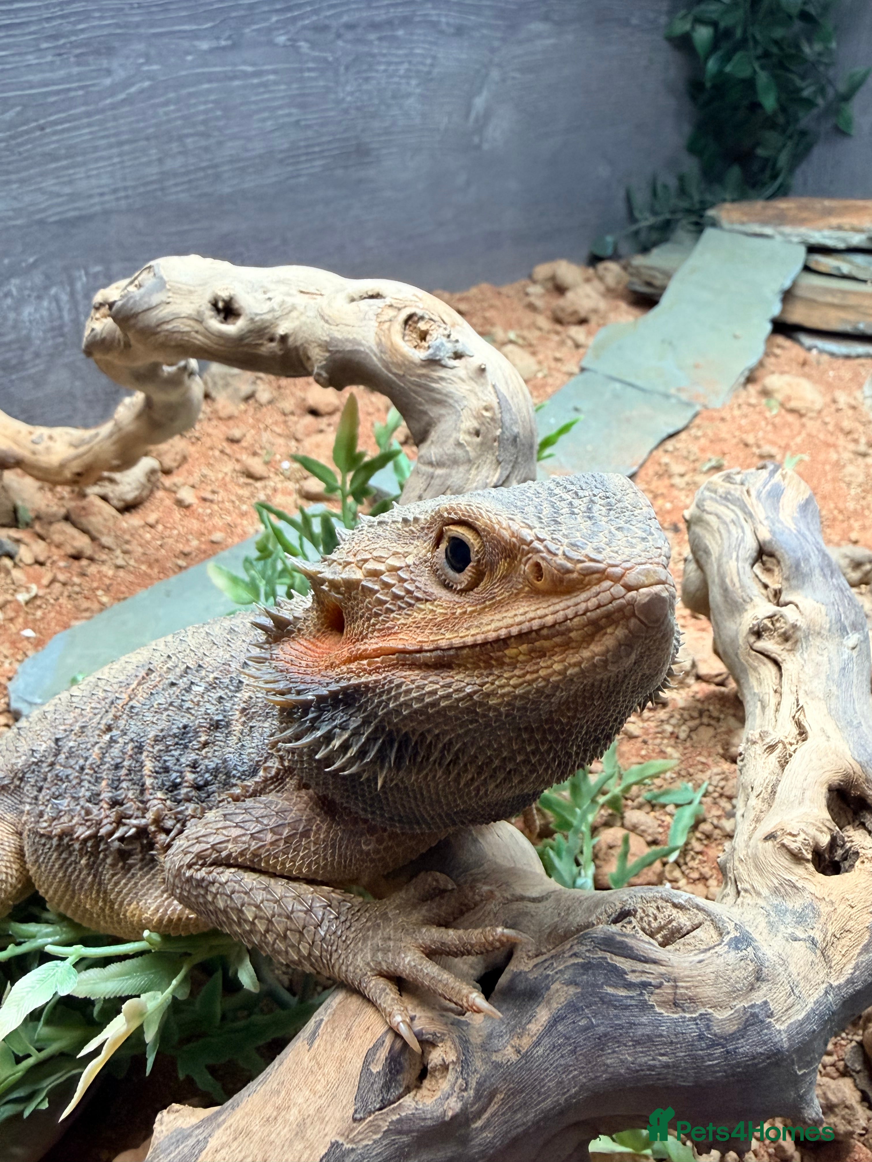 Bearded Dragon reptiles Bearded dragon  - Advert 1