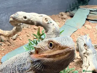 Bearded Dragon reptiles Bearded dragon - Advert 1