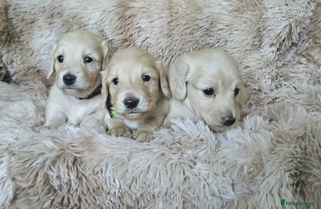 Miniature Dachshund dogs for sale: Beautiful long haired mini dachshunds - Advert 16