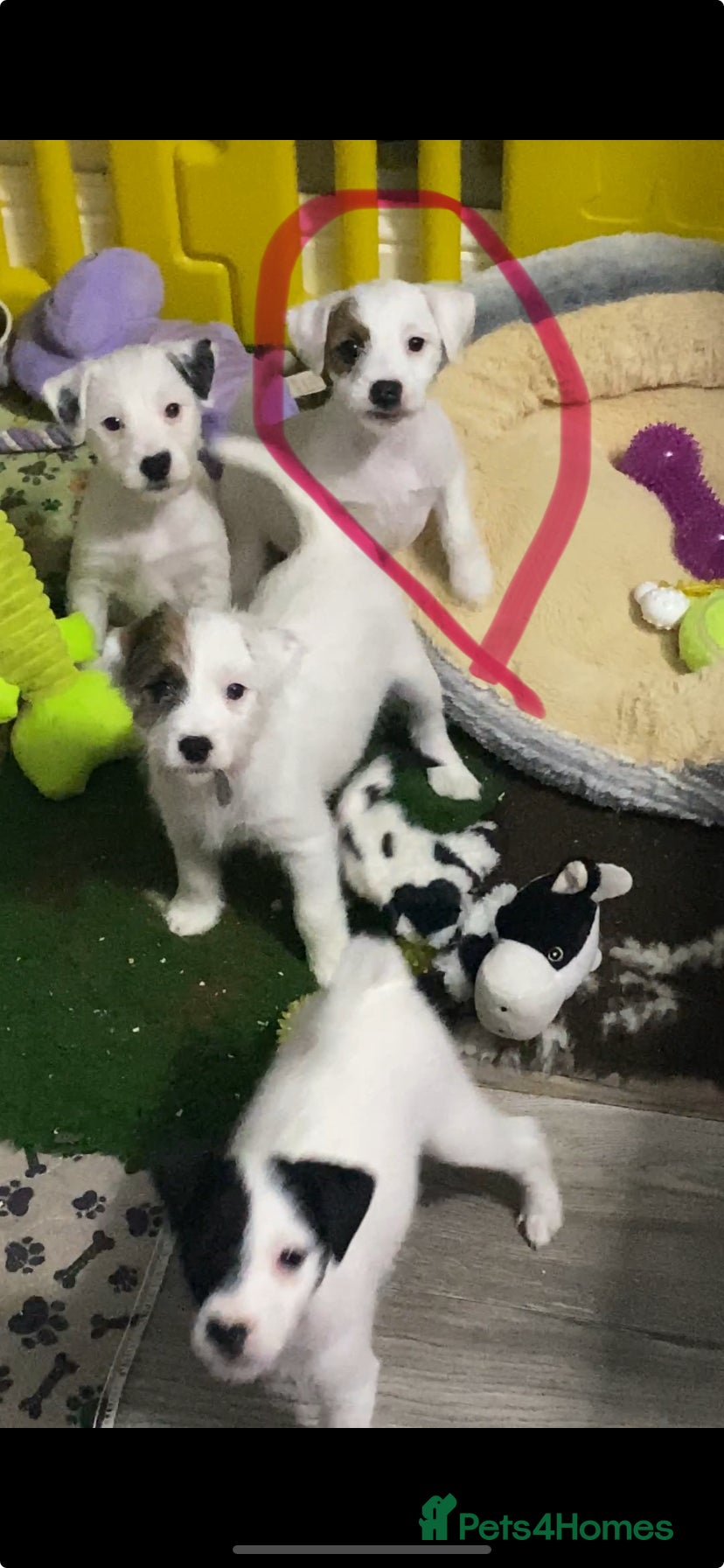 Parson Russell dogs Kc Champion Bred Parson Pups Crufts winning lines  - Advert 1