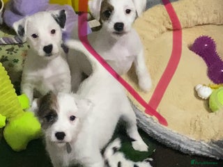 Parson Russell dogs Kc Champion Bred Parson Pups Crufts winning lines - Advert 3