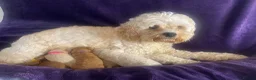 Cavapoochon dogs for sale: Cavapoochons fully health tested parents  - Advert 1