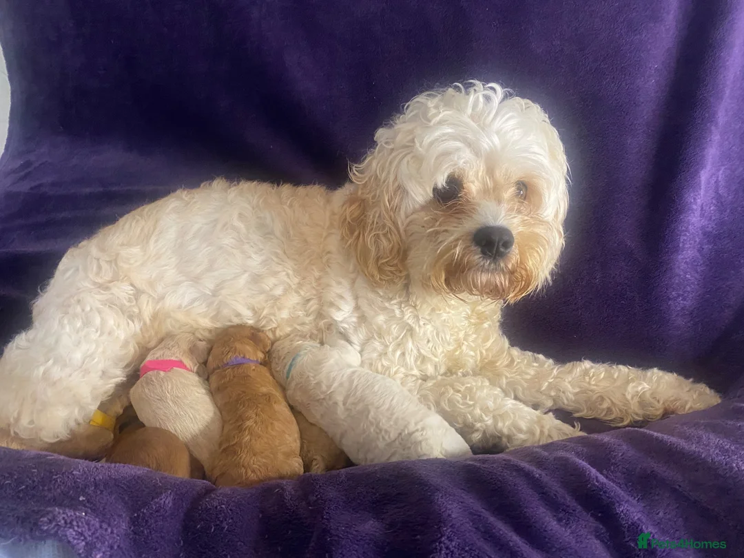 Cavapoochon dogs for sale: Cavapoochons fully health tested parents  - Advert 1
