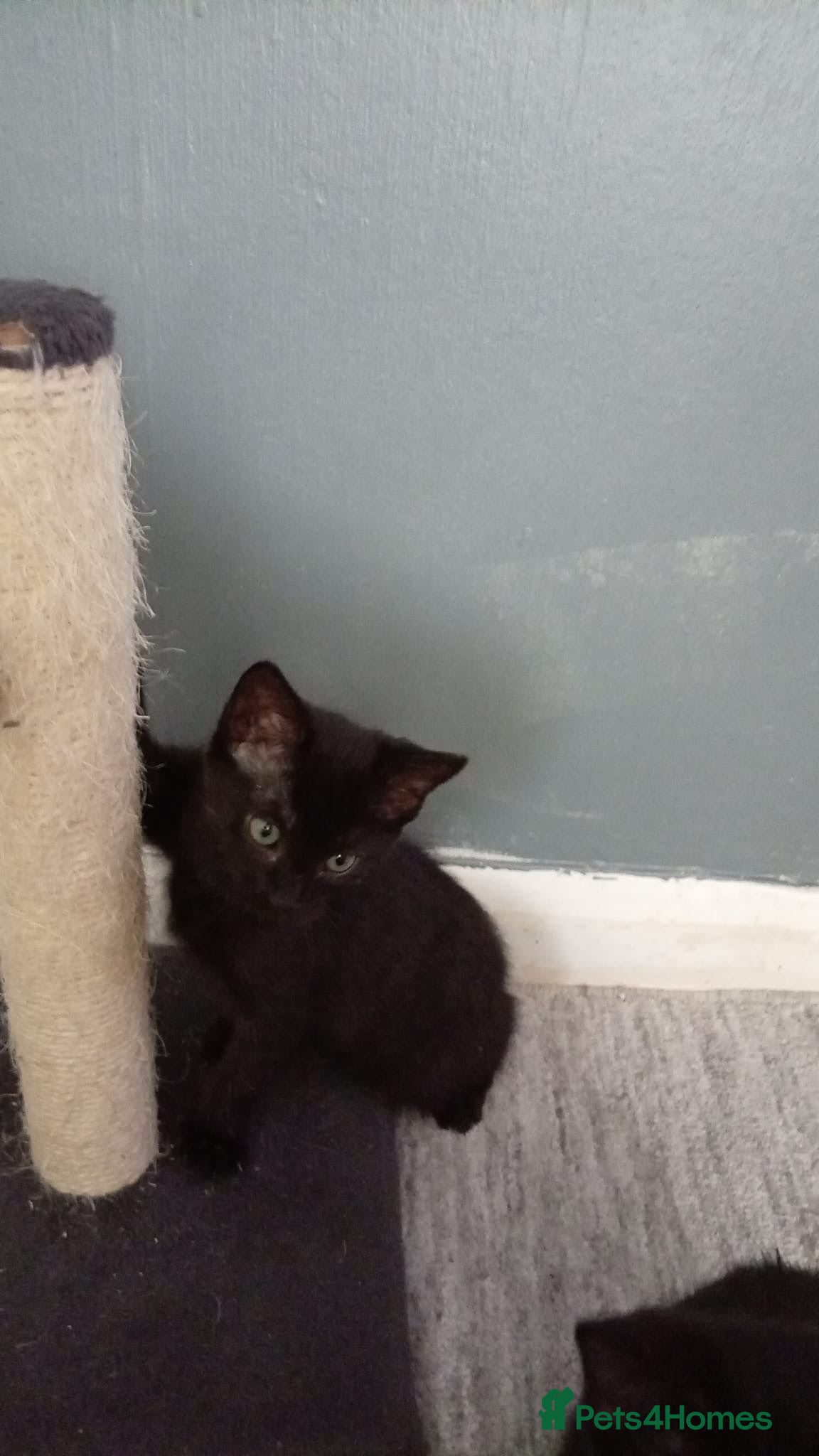 Mixed Breed cats One Adorable kitten for sale  - Advert 2