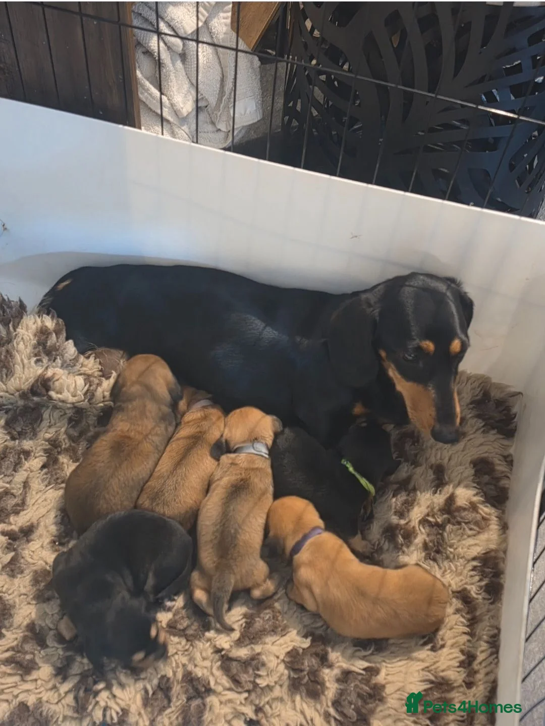 Miniature Dachshund dogs for sale: Miniature long haired dachshund  - Advert 2