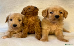 Labradoodle dogs for sale: Stunning F1b mini labradoodles  - Image 13